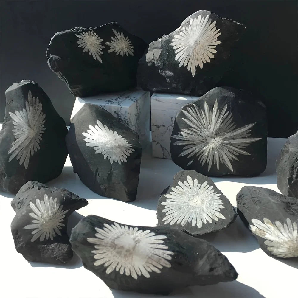 1pc Natural Chrysanthemum Stone Crystal Stone | Irregular Raw Mineral Specimen