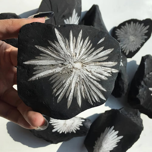 1pc Natural Chrysanthemum Stone Crystal Stone | Irregular Raw Mineral Specimen
